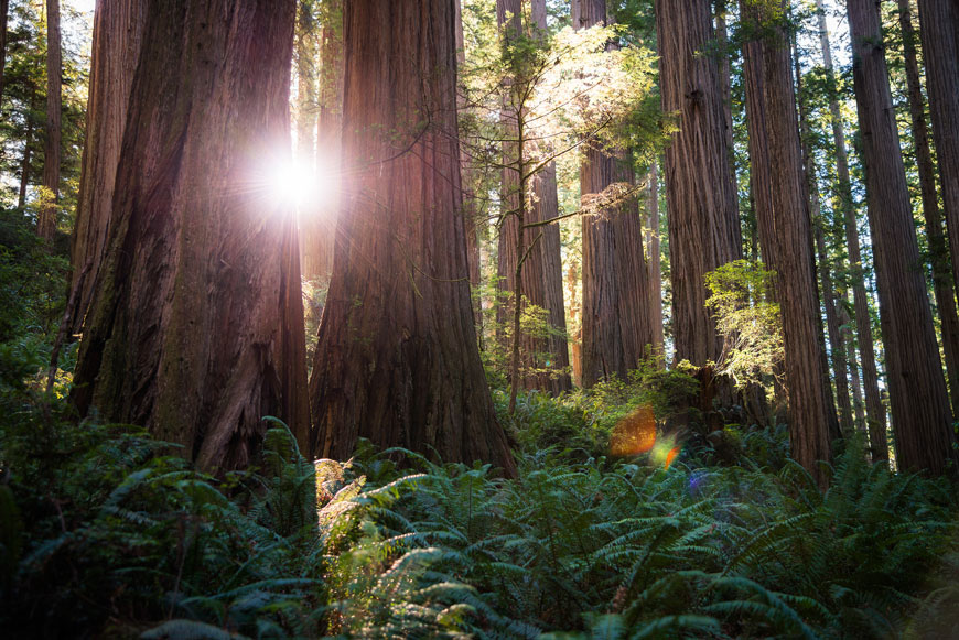 Parque Nacional Redwood, Estados Unidos