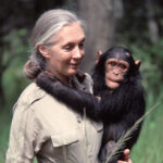 Jane-Goodall