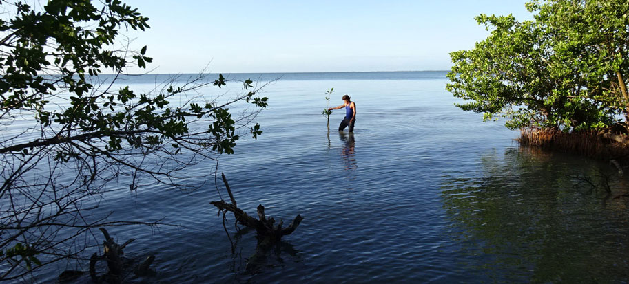 defensores del medio ambiente