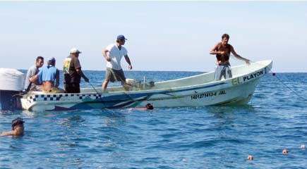 pesca de camarón