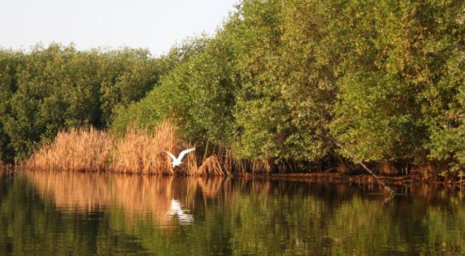 Desarrollan proyecto para conservar y proteger los manglares en la región Noroeste