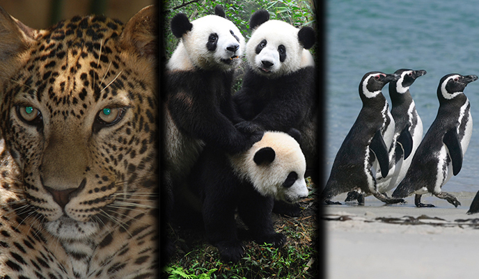 Top 10 animales en peligro de extinción