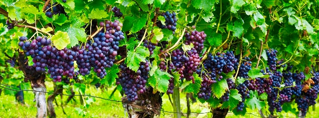 Podría Sonora exportar uva a Australia