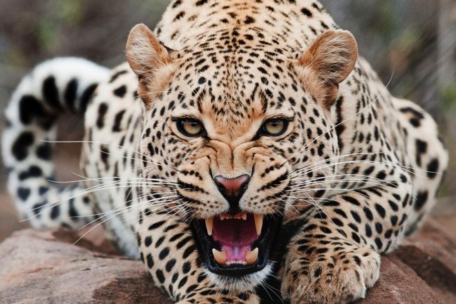 El jaguar, el más afectado por el muro entre EE.UU. y México