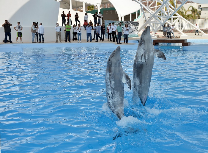 Son cuatro delfines con casa en Delfinario Sonora