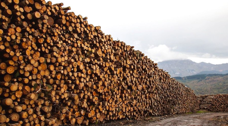 Hasta 13 millones de hectáreas de bosques desaparecen cada año por la acción del hombre