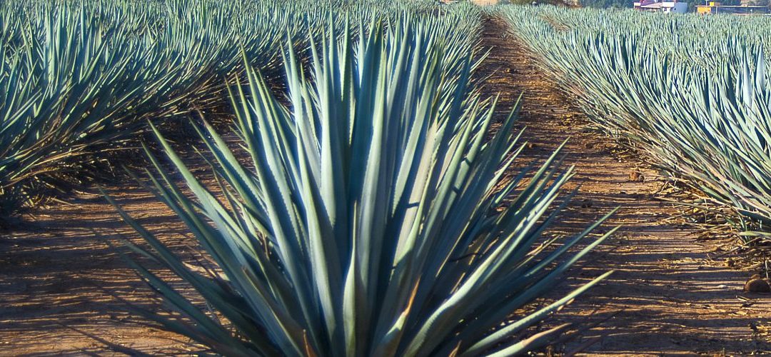 Mexicanos convierten fibras de agave en el material de construcción del futuro