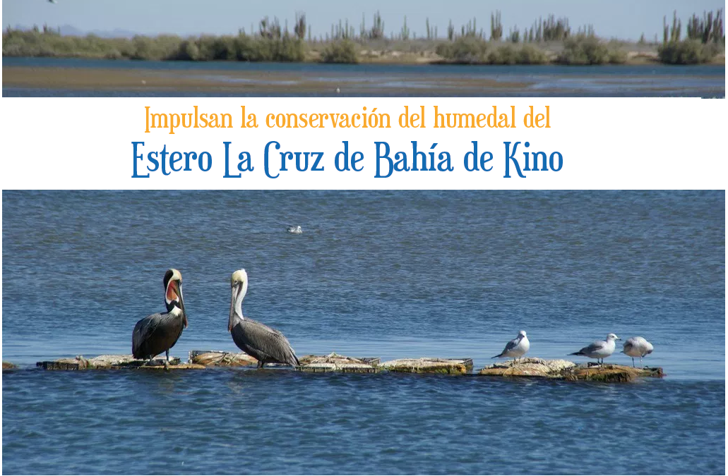 Impulsan la conservación del humedal del Estero La Cruz de Bahía de Kino