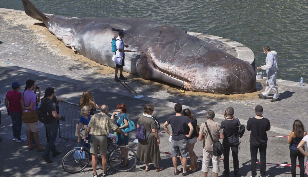 Aparece ‘ballena gigante’ en orilla del río Sena, París