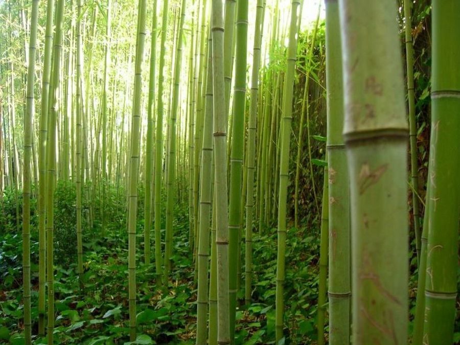 Bambú, la planta que puede detonar la economía mexicana