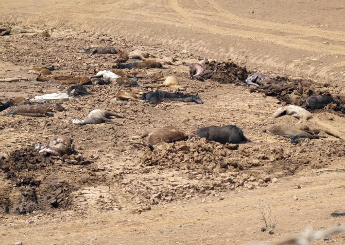 Mueren 191 caballos por sequía en Arizona