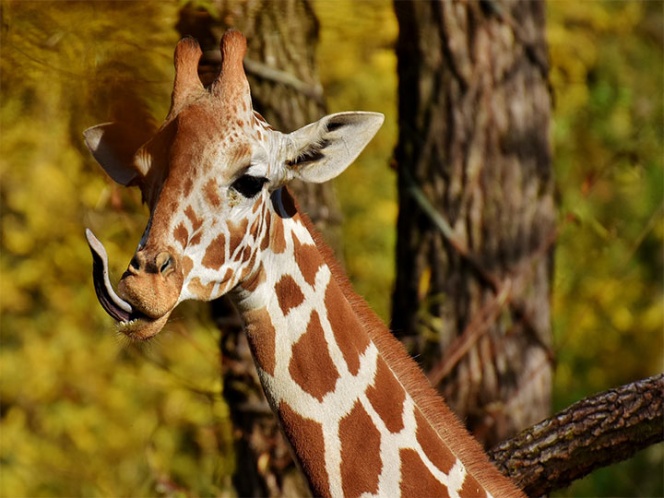 Las jirafas se suman a las especies en peligro de extinción