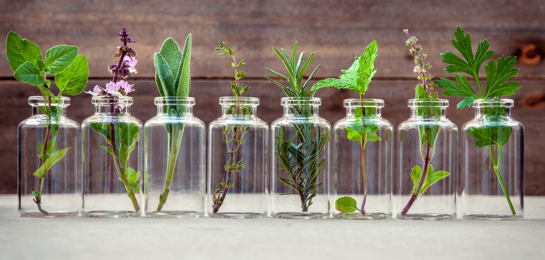 30 Plantas medicinales que podemos cultivar en casa