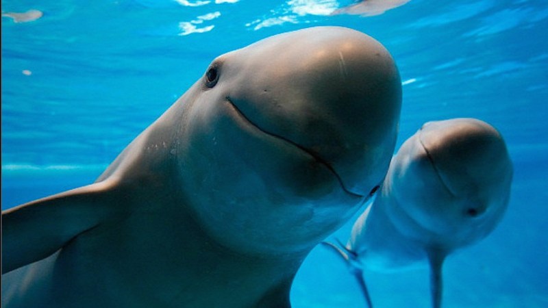 Clonación sería última esperanza para la vaquita marina