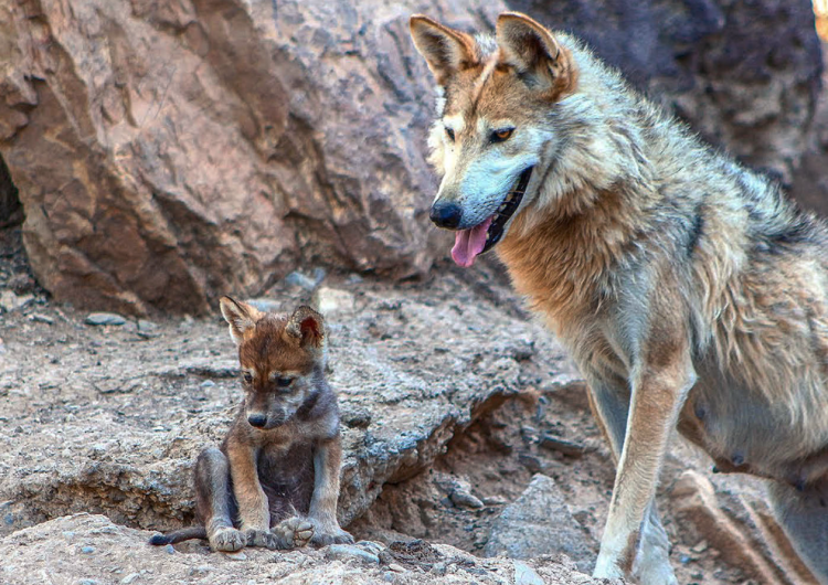 Larga vida al lobo gris mexicano: sale de la lista de especies en peligro