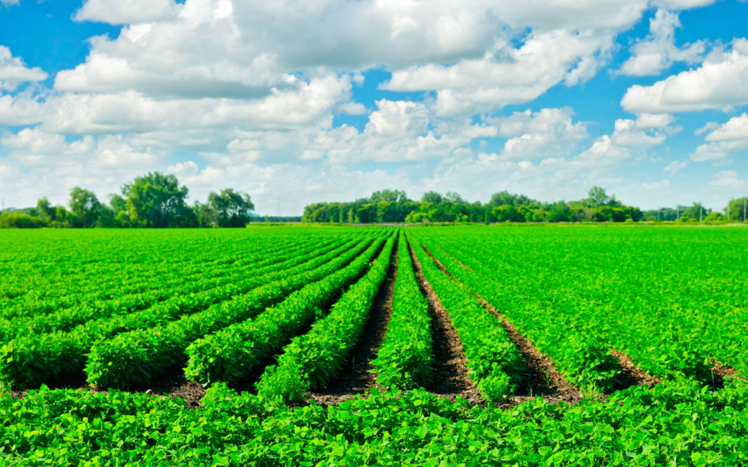 América Latina ya tiene un plan para el desarrollo del campo hasta el 2022