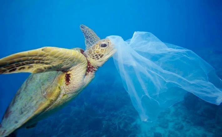 Esta es la cantidad de plástico que mata a las tortugas
