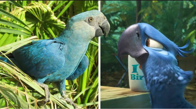 El guacamayo que inspiró la película ‘Río’ se ha extinto