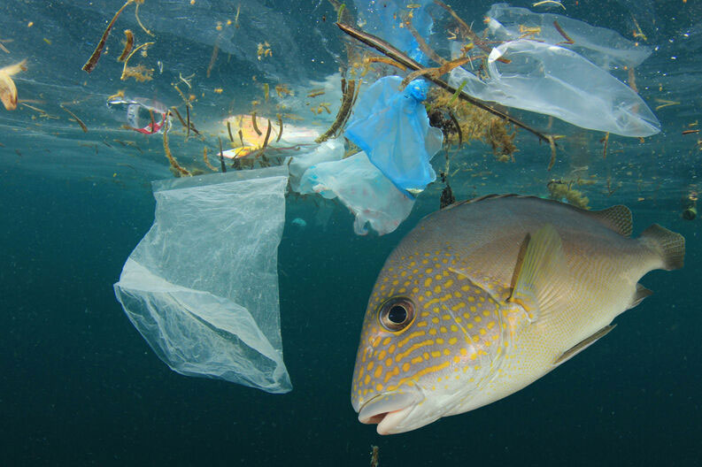 Una buena noticia para los ambientalistas, para todos, para mí. Frenar contaminación de los océanos por plástico, meta del G-20