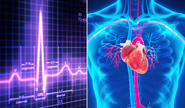 ¿Cómo funciona el corazón de un corredor?