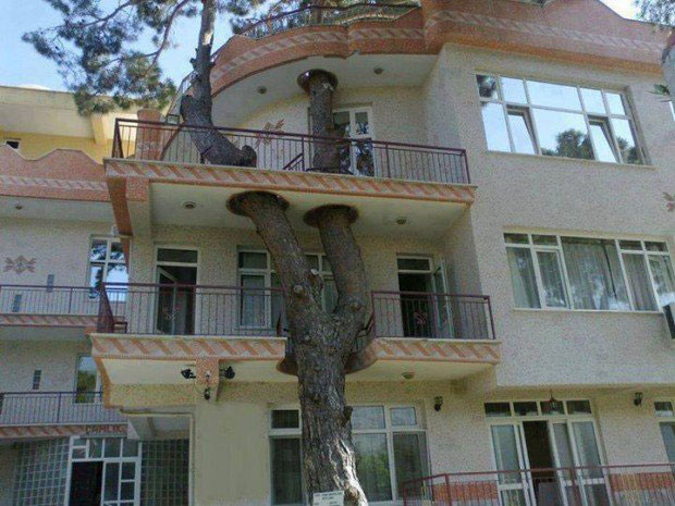 Estas personas hicieron todo lo posible para salvar el árbol de su casa