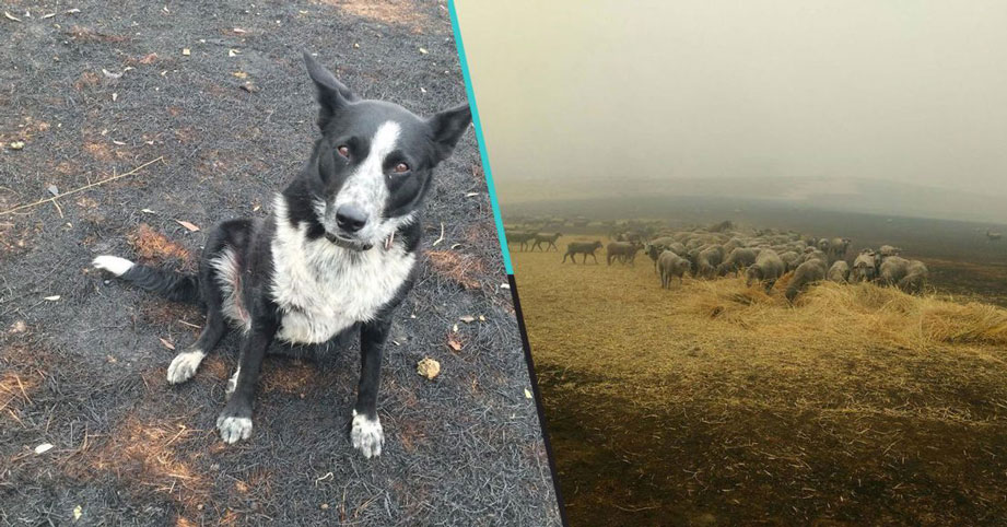 Héroes peludos: Perrita pastor salva a rebaño completo de los incendios de Australia