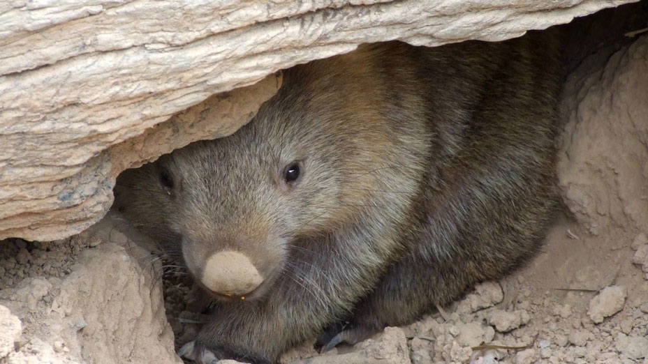 Australianos afirman que los wombats rescatan y comparten sus madrigueras durante los incendios de Australia con otros animales