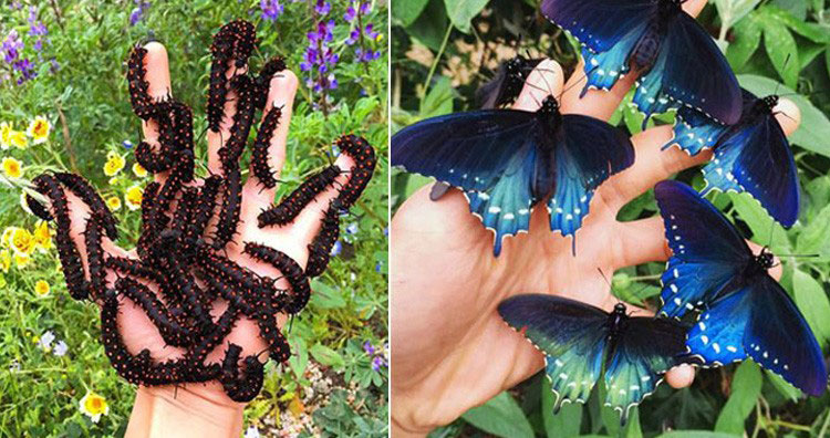 Biólogo salva una rara especie de mariposa en el patio trasero de su casa