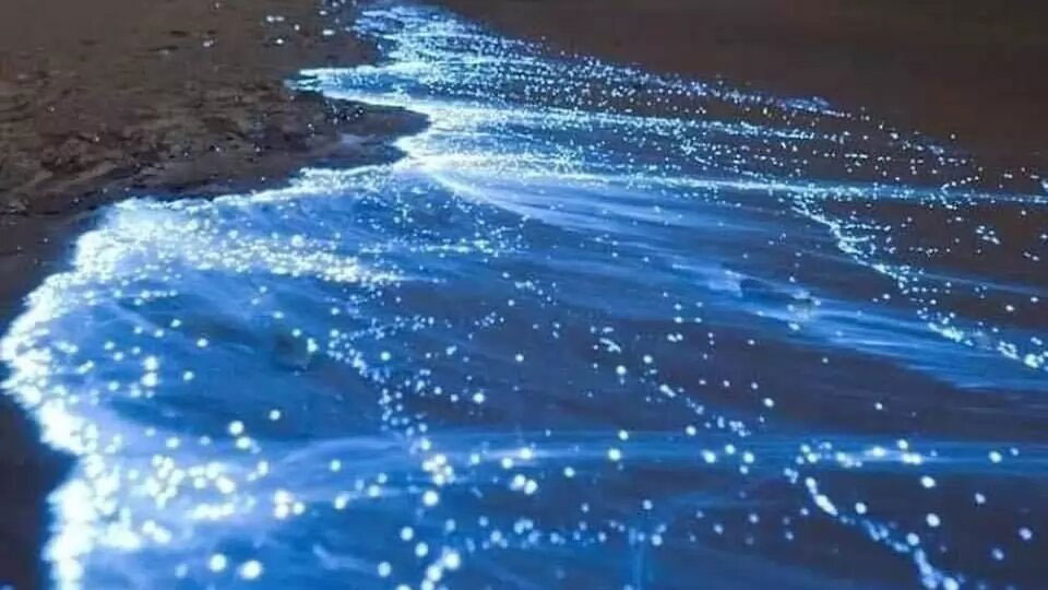 Ante ausencia de personas por cuarentena, playa en Acapulco sorprende con bioluminiscencia