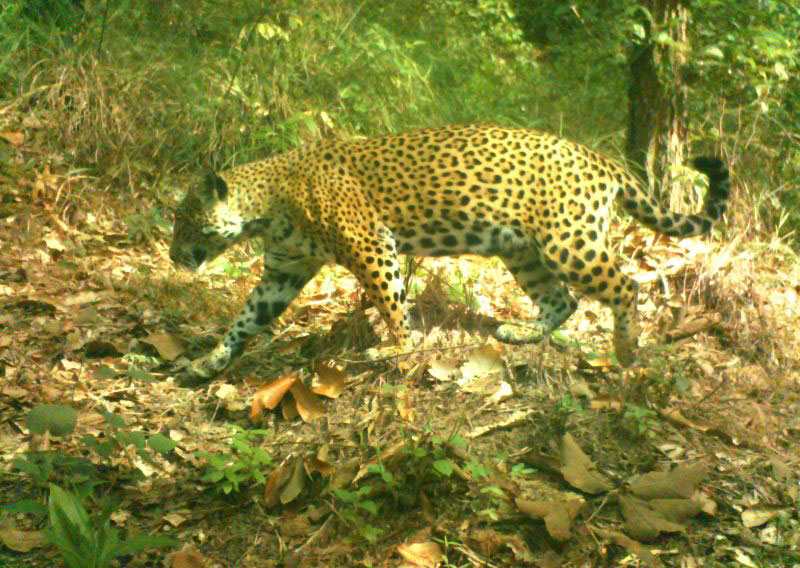 Comisión Nacional Forestal el Fondo Patrimonial de Biodiversidad: Esquema de pago por servicios ambientales a largo plazo