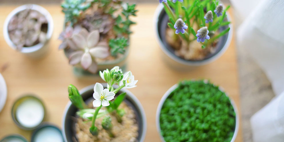 10 plantas que ayudan a aliviar tus niveles de estrés y ansiedad