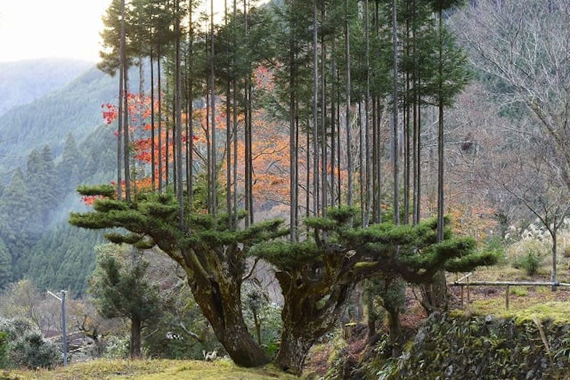 Conoce el Daisugi, el antiguo sistema de poda japonés para producir madera sin talar los árboles