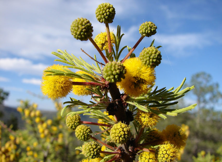 Plantar especies nativas de árboles, arbustos, flores y hierbas puede reducir la temperatura diurna en verano hasta 4ºC en una década.