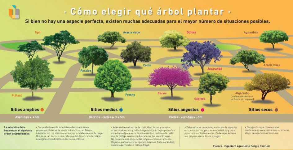 Elije que árbol plantar con ayuda de esta tabla interactiva aquí que te compartimos.