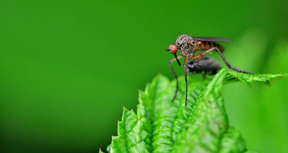 Liberarán 750 millones de mosquitos modificados genéticamente en Florida