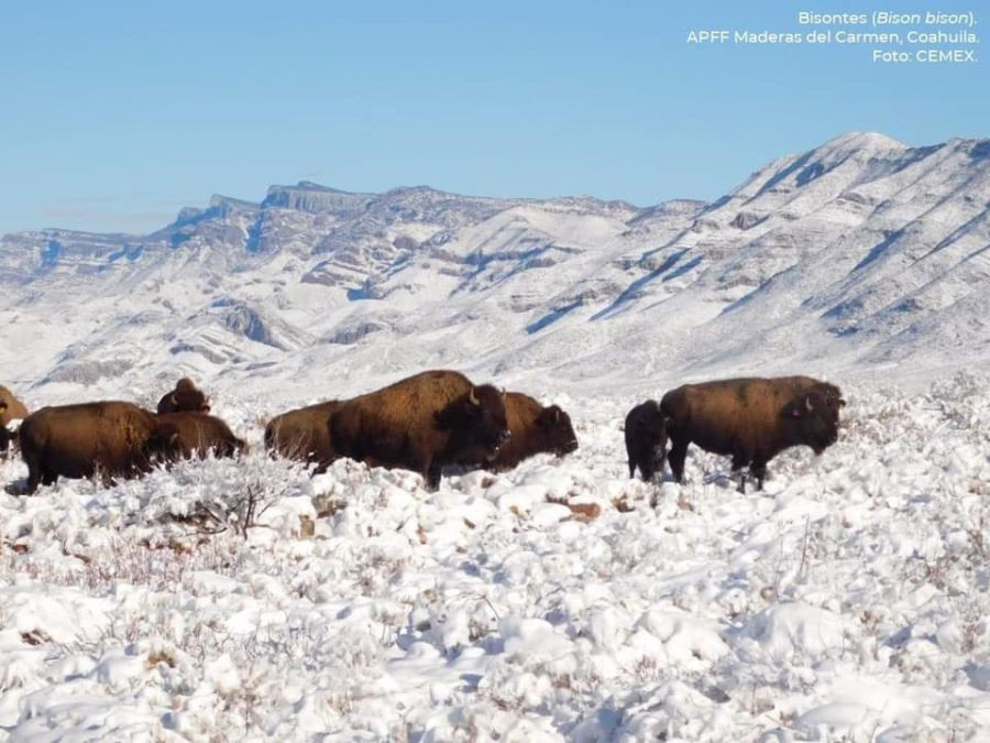 El bisonte regresa a Coahuila después de 100 años