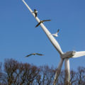 turbinas y aves