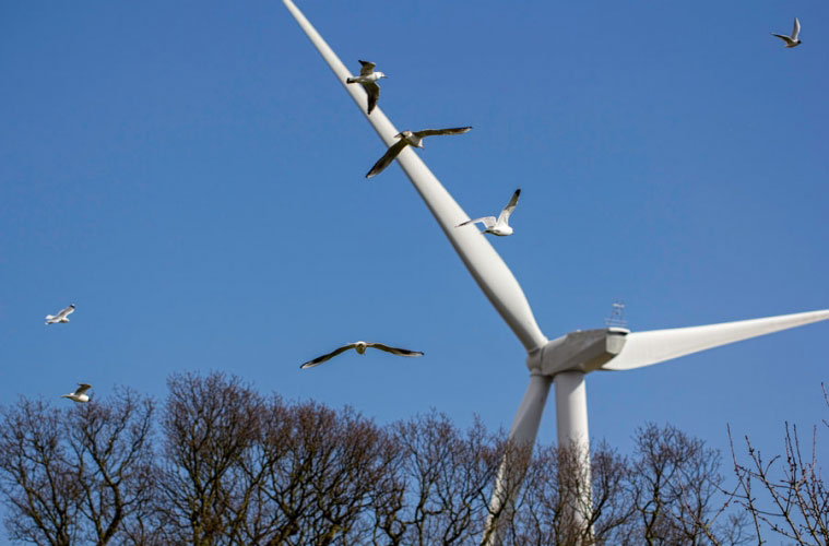 Sistema inteligente ayuda a las aves y a las turbinas eólicas a coexistir mejor