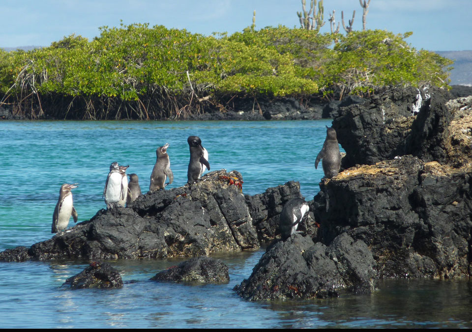 Registran cifras récord en el número de pingüinos en las Islas Galápagos