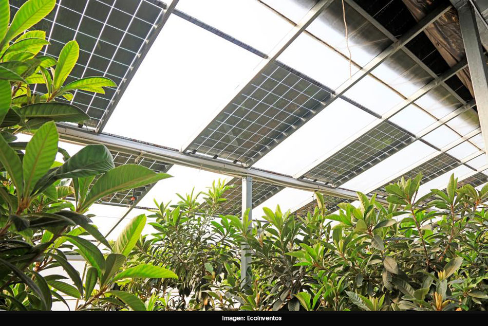 Paneles solares + Agricultura: un futuro de oportunidades