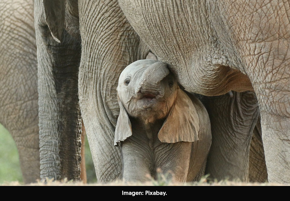 Descubren que los elefantes estarían naciendo sin colmillos como respuesta a la cacería