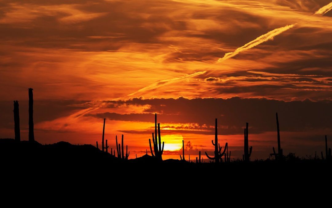 Así es la vida en el Desierto de Sonora, el lugar más caliente en todo el planeta