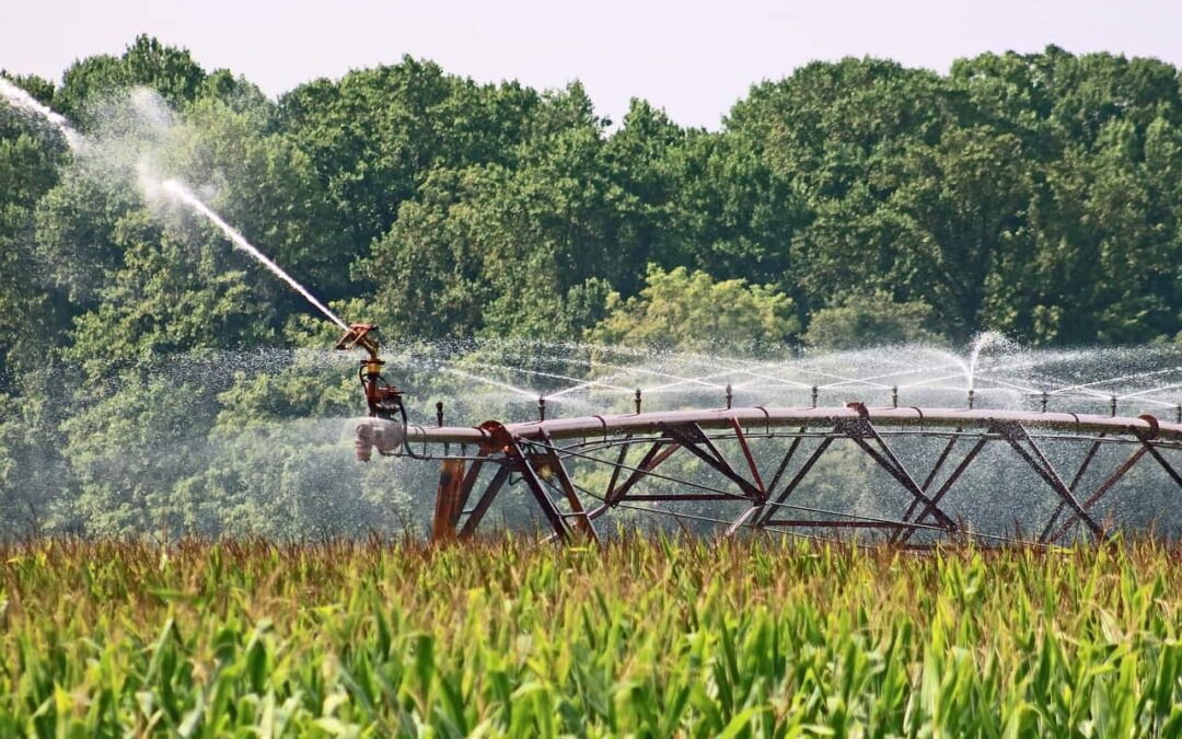 Buscará el Gobierno de México, la soberanía alimentaria.