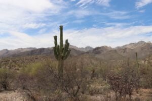 Infraestructura Sonora-Arizona: Eje de Conectividad y Crecimiento