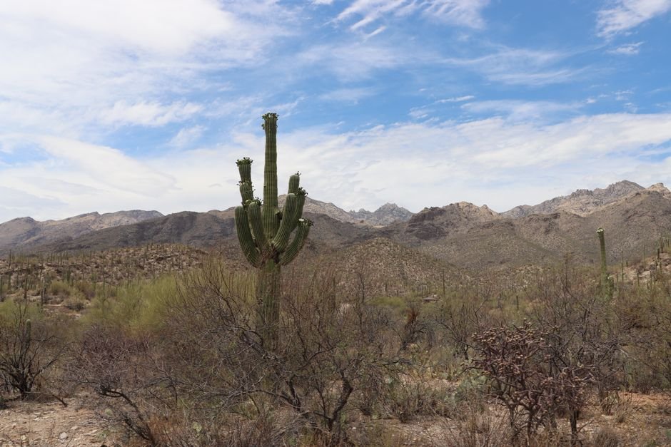 Infraestructura Sonora-Arizona: Eje de Conectividad y Crecimiento