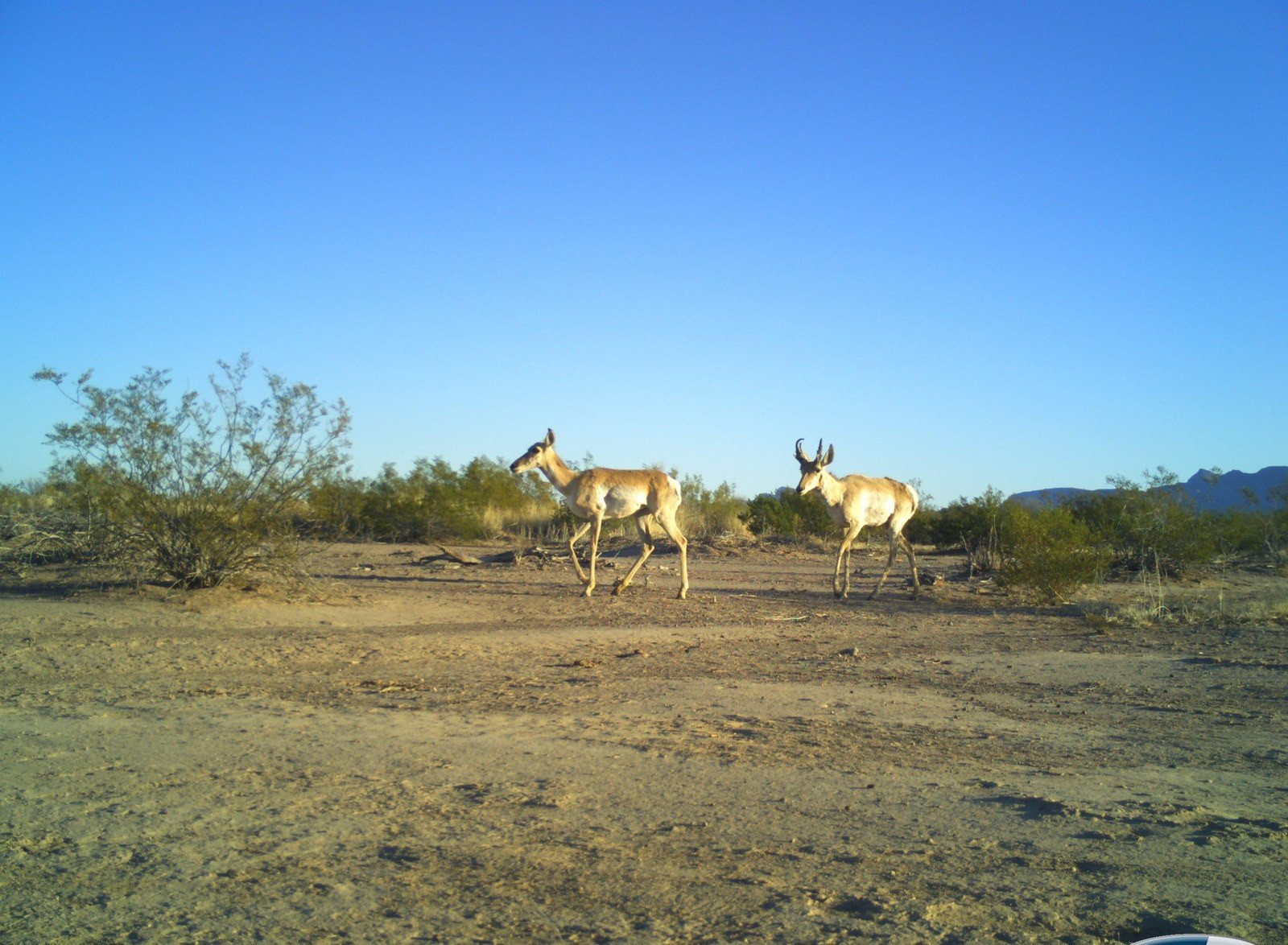 Dos berrendos sonorenses caminando entre matorral del desierto