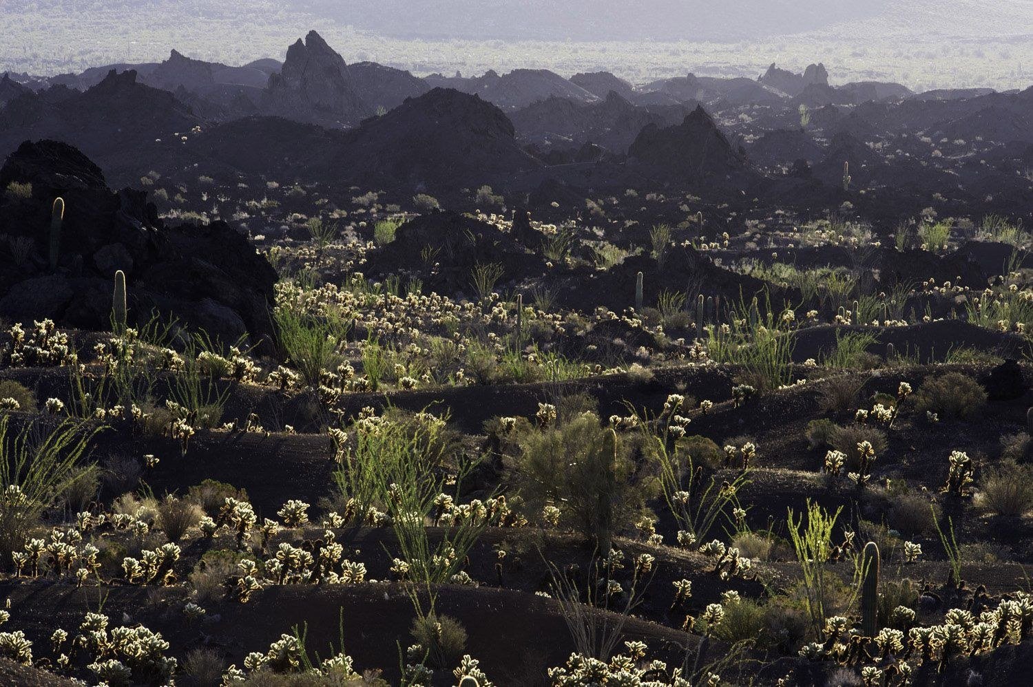 Campo de lava del Pinacate con cholla, sahuaros y ocotillos a contraluz, con picos volcánicos al fondo