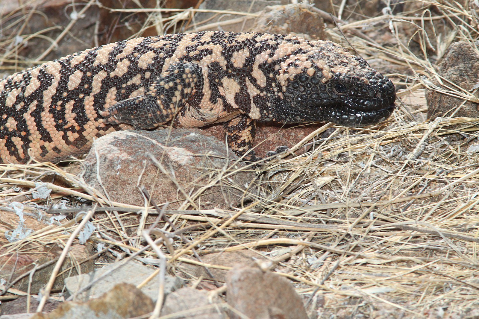 Monstruo de Gila, lagarto de piel negra y rosada con escamas granulares, entre piedras y hierba seca